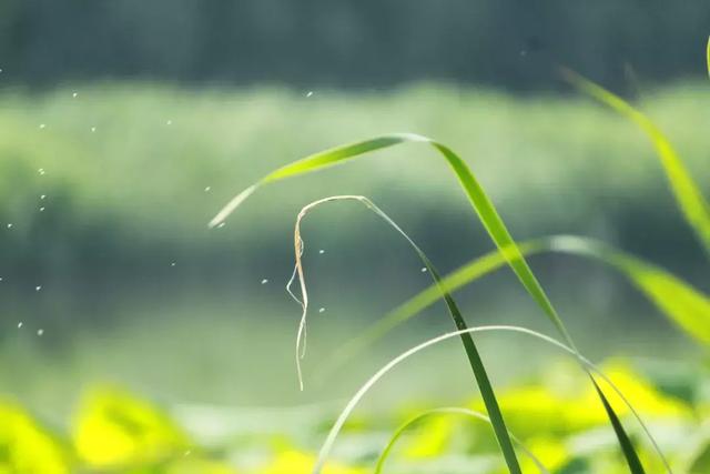 齐彭殇为妄作上一句是什么，齐彭殇为妄作的妄作（25道诗词测试题）