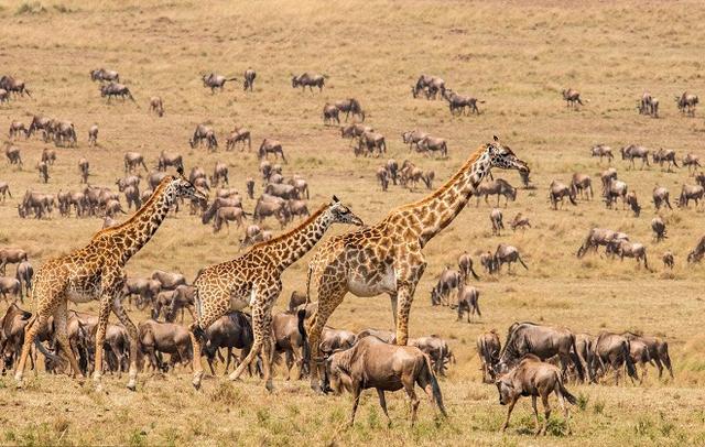 突尼斯属于哪个洲，利比亚属于哪个洲（北非、东非、中非、西非和南非五大地区）