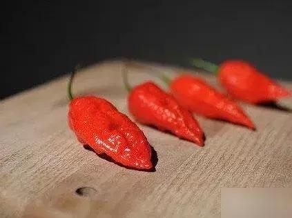 二荆条是不是很辣，二荆条是不是很辣妹子（哪种辣椒最辣、最香）