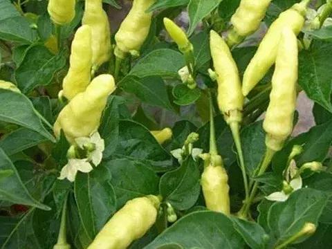 二荆条是不是很辣，二荆条是不是很辣妹子（哪种辣椒最辣、最香）