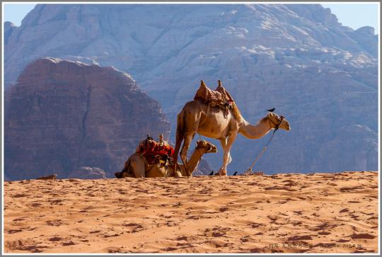 佳能5D2如何对焦，佳能5d2如何自动对焦（我的佳能单反使用心得）