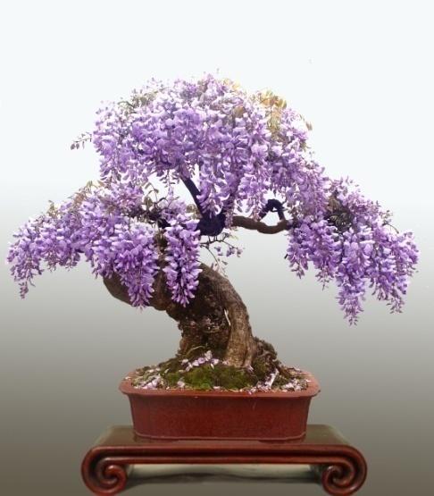 紫藤树如何种植，紫藤盆景怎么养