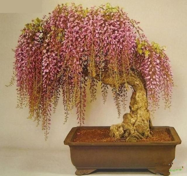 紫藤树如何种植，紫藤盆景怎么养
