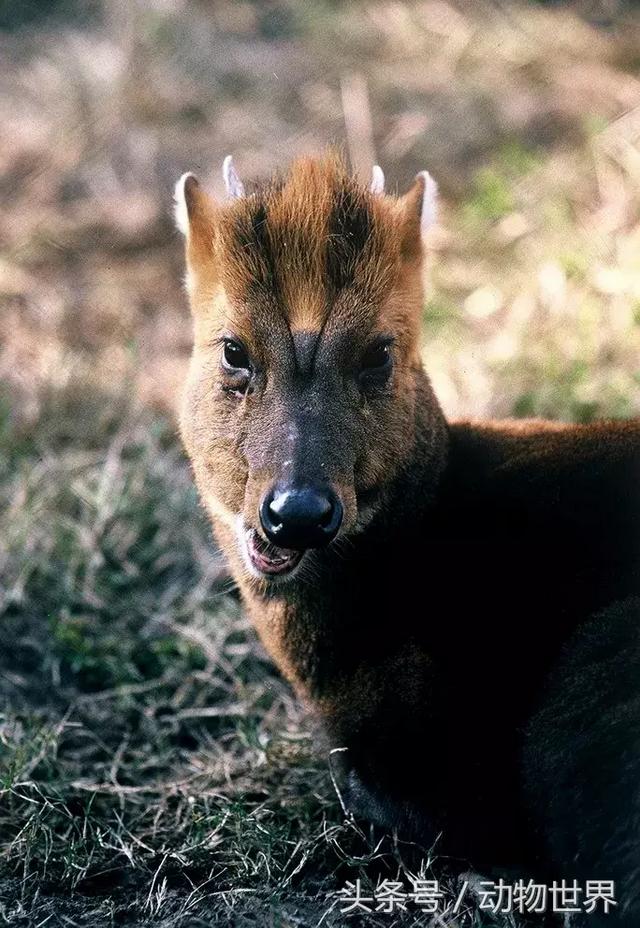 钨金是什么,钨合金是什么材料(是鹿而非鹿的动物-麂)