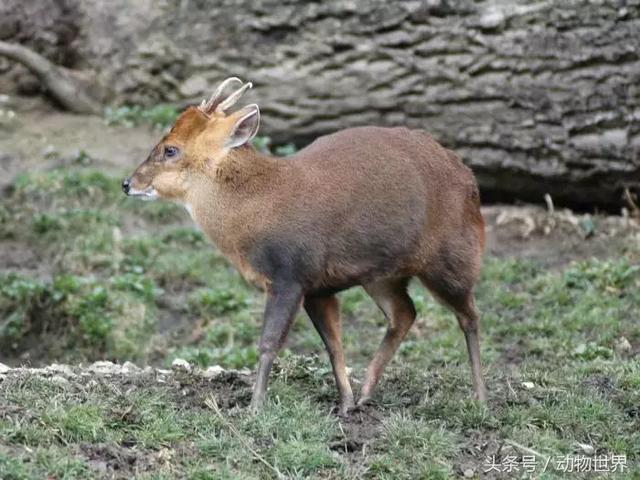 麂子是不是國家保護動物,麂子是幾級保護動物(是鹿而非鹿的動物-麂)