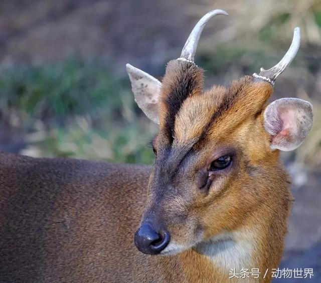 麂子是不是国家保护动物,麂子是几级保护动物(是鹿而非鹿的动物-麂)