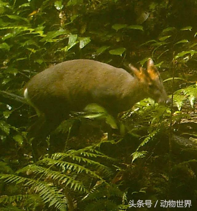 麂子是不是國家保護動物,麂子是幾級保護動物(是鹿而非鹿的動物-麂)