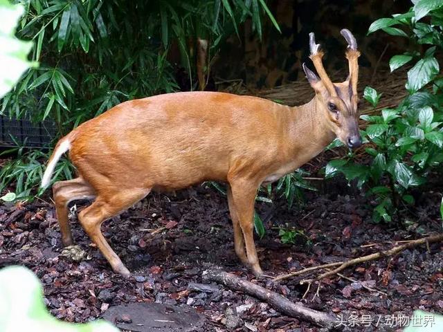 麂子是不是国家保护动物,麂子是几级保护动物(是鹿而非鹿的动物-麂)