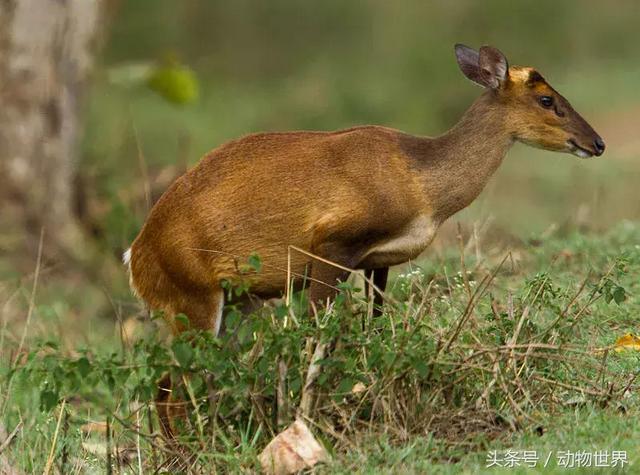 麂子是不是国家保护动物,麂子是几级保护动物(是鹿而非鹿的动物-麂)