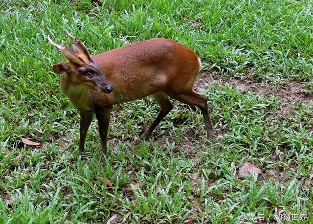 麂子是不是国家保护动物,麂子是几级保护动物(是鹿而非鹿的动物-麂)