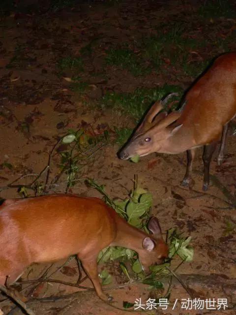 麂子是不是國家保護動物,麂子是幾級保護動物(是鹿而非鹿的動物-麂)