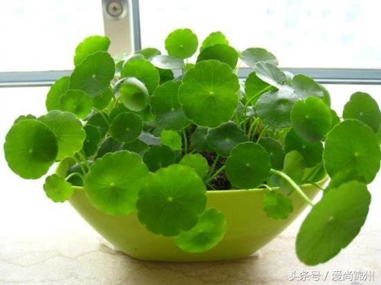 什么时候是蛇年，属蛇的是哪一年（属蛇的朋友不能错过）