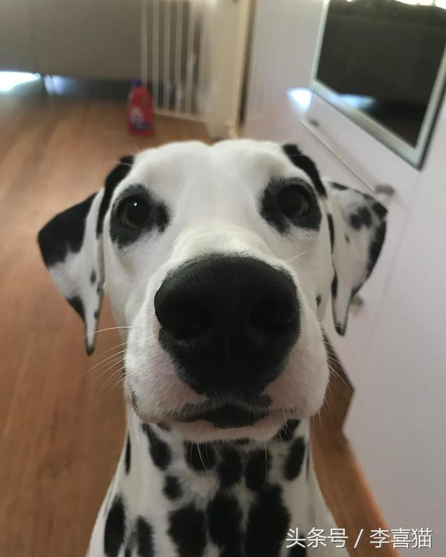 斑点狗，对主人的忠诚和温柔给满分都不嫌多（斑点狗图片）