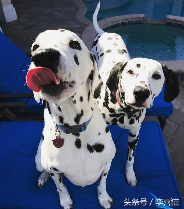 斑点狗，对主人的忠诚和温柔给满分都不嫌多（斑点狗图片）