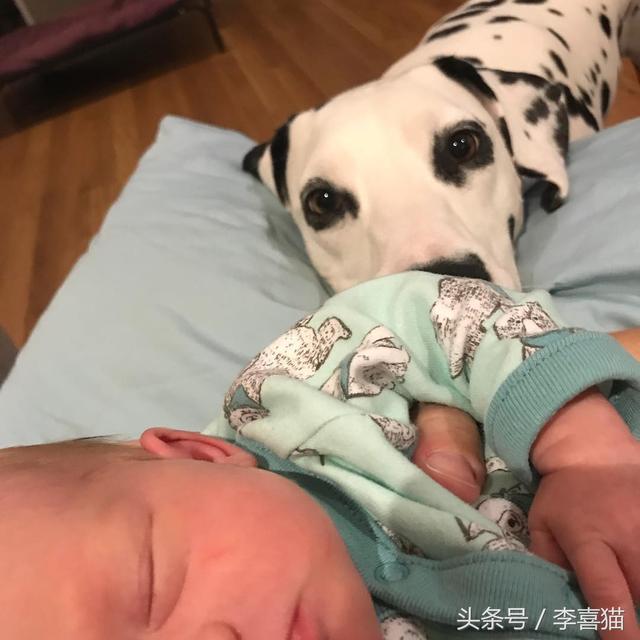 斑点狗，对主人的忠诚和温柔给满分都不嫌多（斑点狗图片）