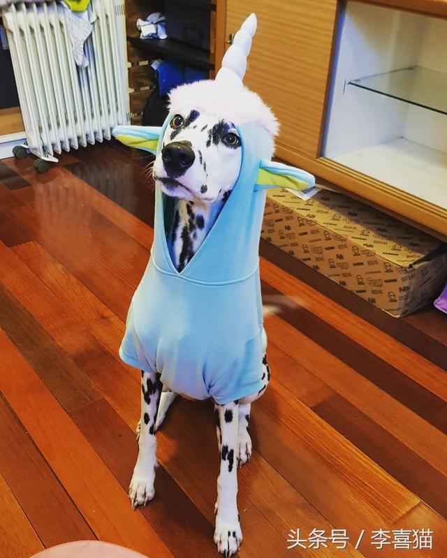 斑点狗，对主人的忠诚和温柔给满分都不嫌多（斑点狗图片）