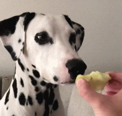 斑点狗，对主人的忠诚和温柔给满分都不嫌多（斑点狗图片）