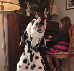 斑点狗，对主人的忠诚和温柔给满分都不嫌多（斑点狗图片）