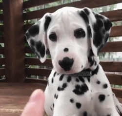 斑点狗，对主人的忠诚和温柔给满分都不嫌多（斑点狗图片）