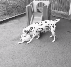 斑点狗，对主人的忠诚和温柔给满分都不嫌多（斑点狗图片）