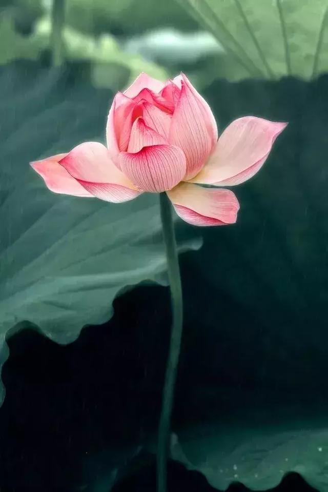 乱入池中看不见,乱入池中看不见的下一句作者是(看12首古诗如何说完一年四季) 乱入池中看不见,乱入池中看不见的下一句作者是(看12首古诗如何说完一年四季)