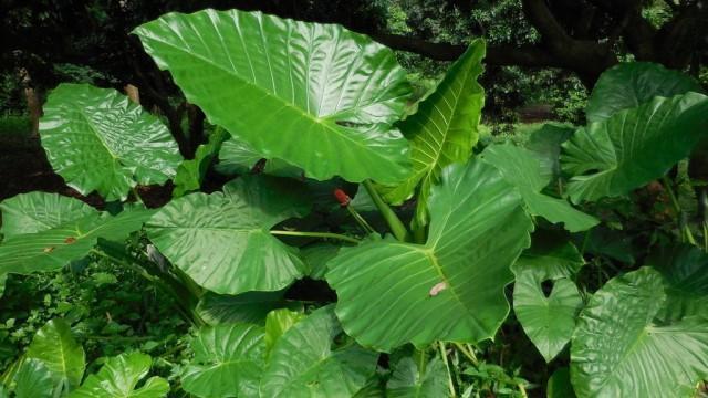 滴水观音植物怎么养，滴水观音怎样养植（滴水观音的养护技巧）