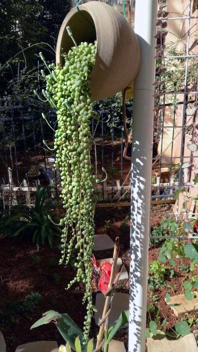 自建多肉小花园(多肉小院取名)-娱宸网