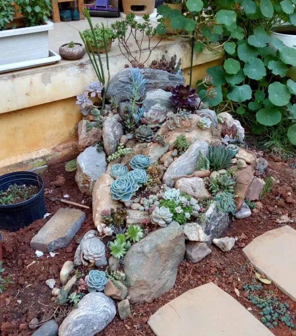 自建多肉小花园(多肉小院取名)-娱宸网
