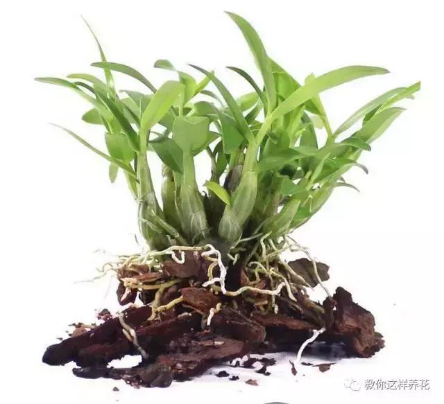 中药材马鞭石斛，马鞭石斛的药用价值（泡茶喝还可以益胃生津）