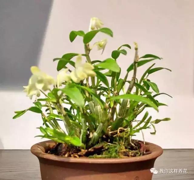 中药材马鞭石斛，马鞭石斛的药用价值（泡茶喝还可以益胃生津）