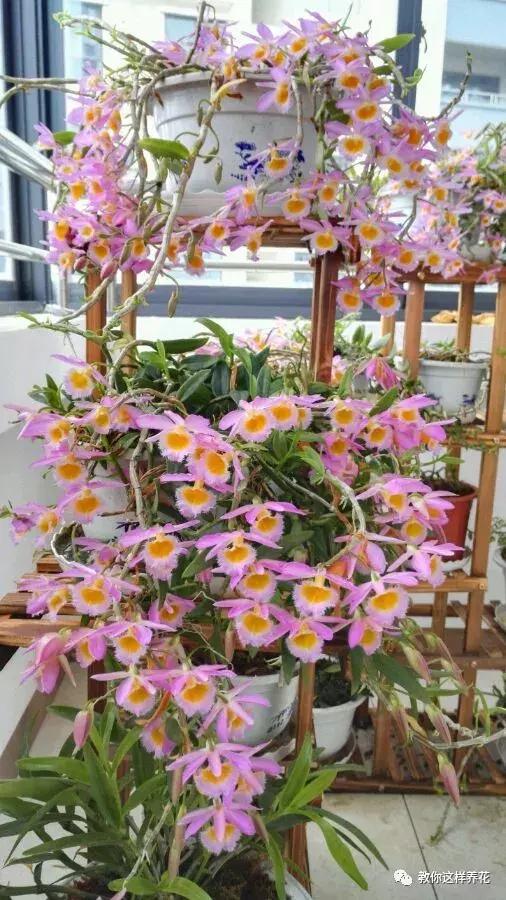 中药材马鞭石斛，马鞭石斛的药用价值（泡茶喝还可以益胃生津）