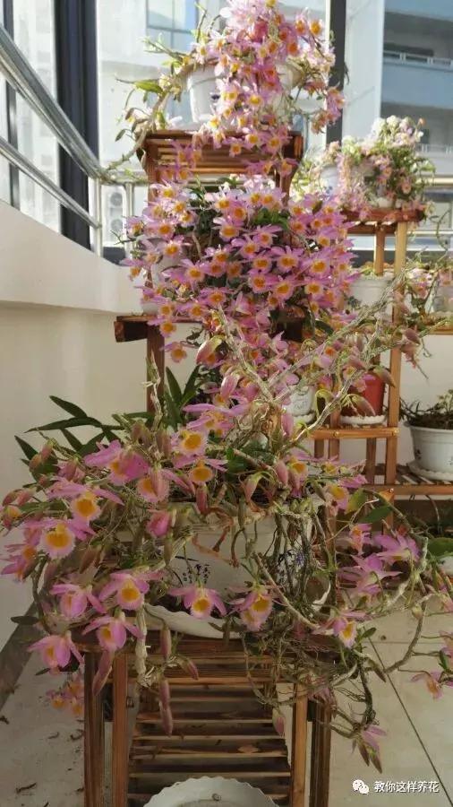 中药材马鞭石斛，马鞭石斛的药用价值（泡茶喝还可以益胃生津）