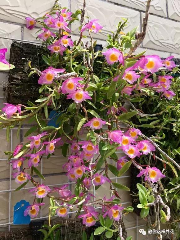 中药材马鞭石斛，马鞭石斛的药用价值（泡茶喝还可以益胃生津）