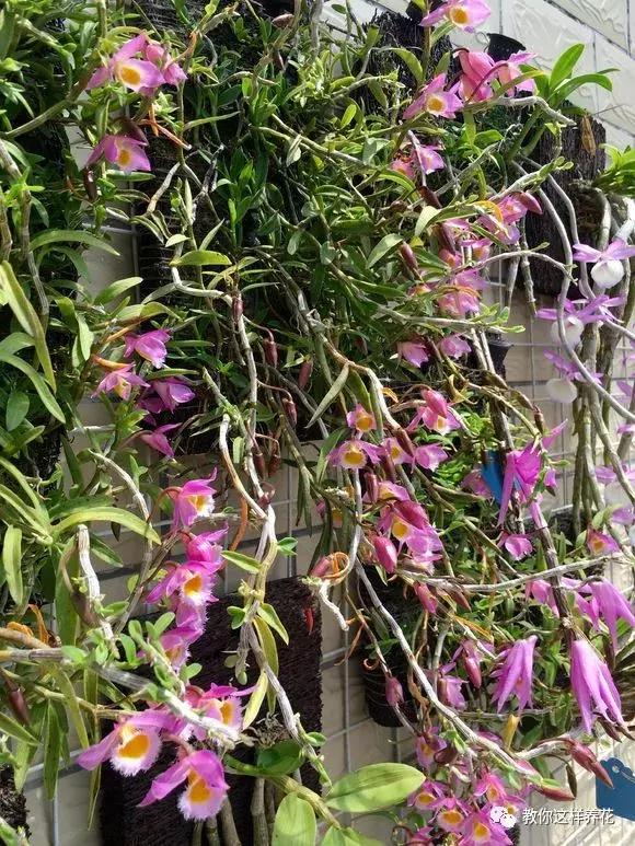 中药材马鞭石斛，马鞭石斛的药用价值（泡茶喝还可以益胃生津）