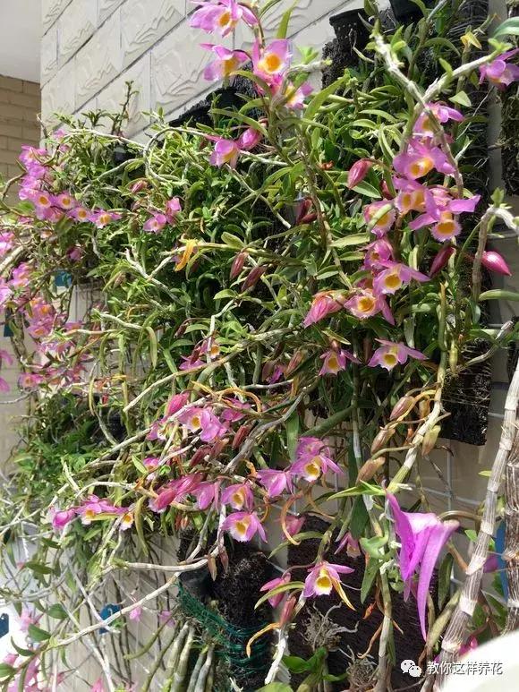 中药材马鞭石斛，马鞭石斛的药用价值（泡茶喝还可以益胃生津）