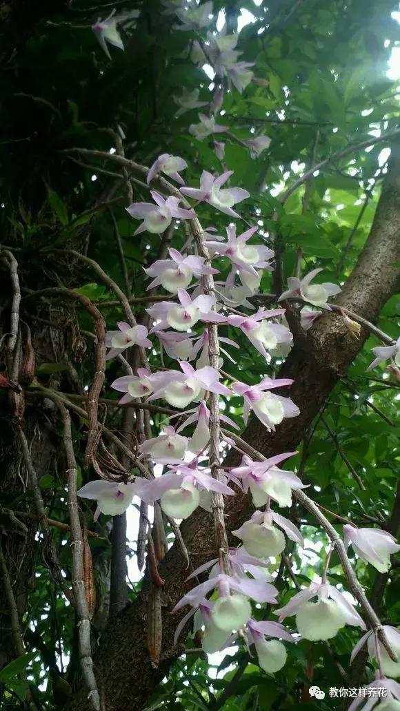 中药材马鞭石斛，马鞭石斛的药用价值（泡茶喝还可以益胃生津）