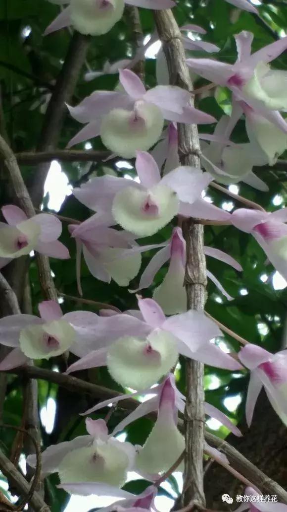 中药材马鞭石斛，马鞭石斛的药用价值（泡茶喝还可以益胃生津）