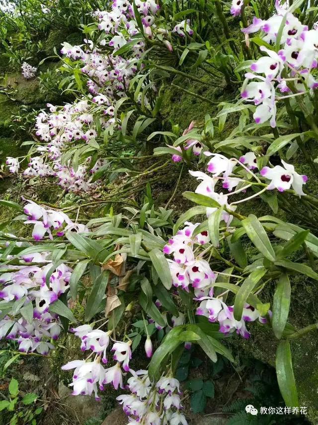 中药材马鞭石斛，马鞭石斛的药用价值（泡茶喝还可以益胃生津）