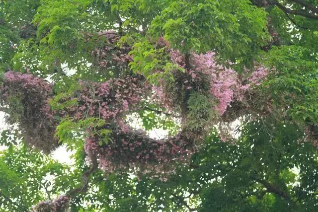 中药材马鞭石斛，马鞭石斛的药用价值（泡茶喝还可以益胃生津）