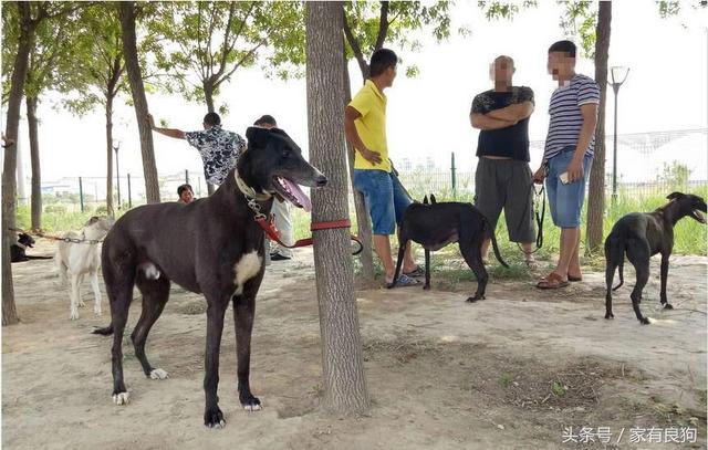 狼青幼犬价格，狼青幼犬什么价（农村狗市最受欢迎的四种狗）