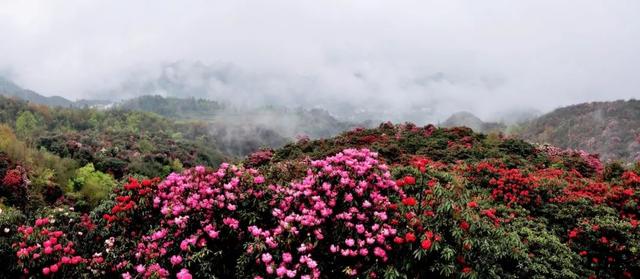 杜鹃花的花语是什么意思呢，杜鹃花要开了......
