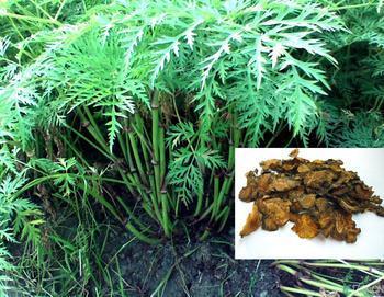 川芎的作用和功效,川芎功效与作用(每一味中药背后都有一个美丽传说之