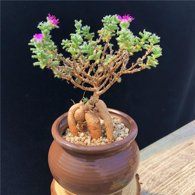 姬红小松的养殖方法，紫晃星与姬红小松栽培管理