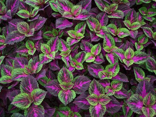 五彩苏的养殖方法和注意事项，如何养殖五彩苏（彩叶草有哪些品种）