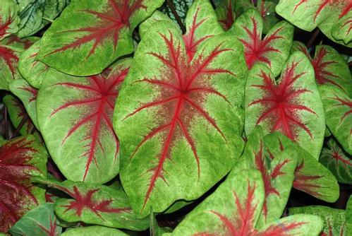 五彩苏的养殖方法和注意事项，如何养殖五彩苏（彩叶草有哪些品种）