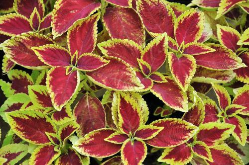 五彩苏的养殖方法和注意事项，如何养殖五彩苏（彩叶草有哪些品种）