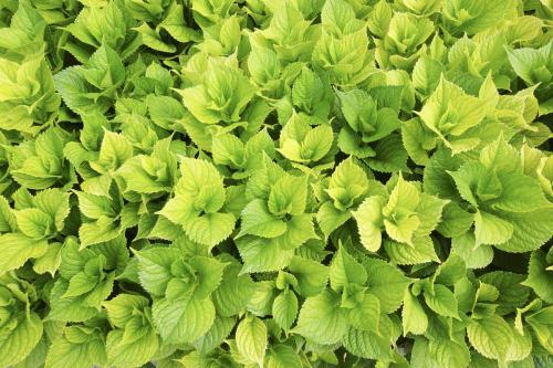 五彩苏的养殖方法和注意事项，如何养殖五彩苏（彩叶草有哪些品种）