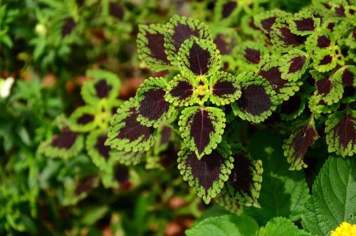 五彩苏的养殖方法和注意事项，如何养殖五彩苏（彩叶草有哪些品种）