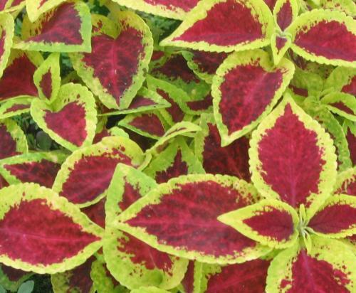 五彩苏的养殖方法和注意事项，如何养殖五彩苏（彩叶草有哪些品种）