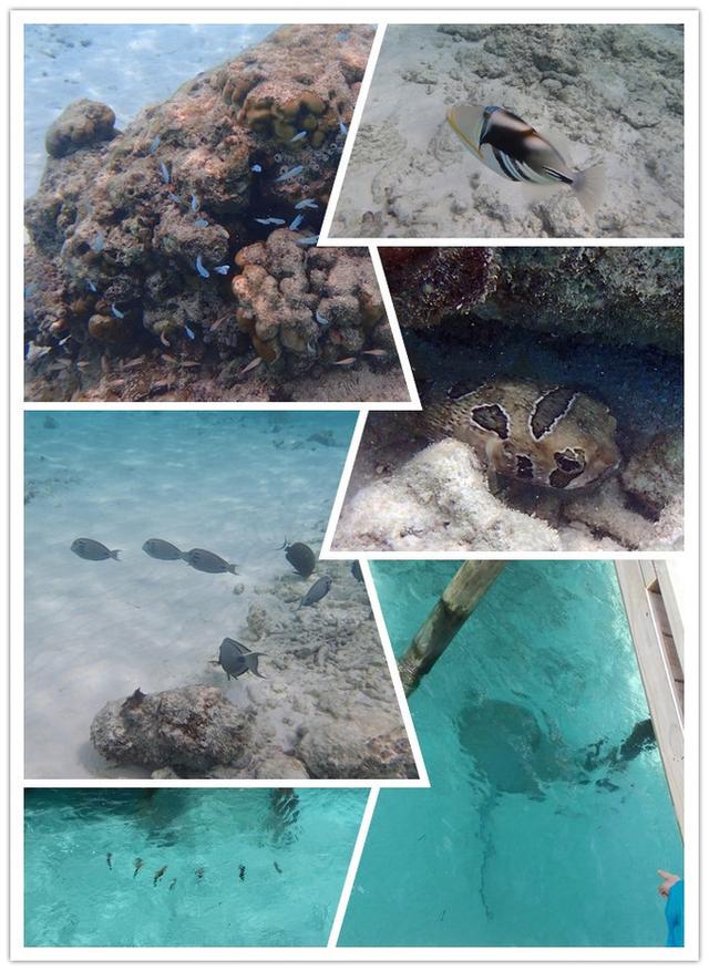 TG4组合的疑问，TG4成员现在怎么啦（锡婚纪念南京一家3口在马尔代夫奥臻岛OZEN欢度的幸福假期）